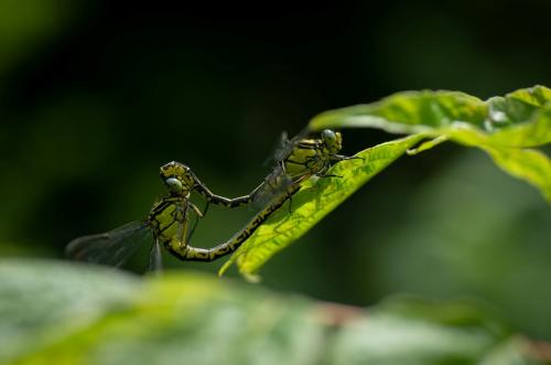 Réf. 285 486 : Gomphus graslinii